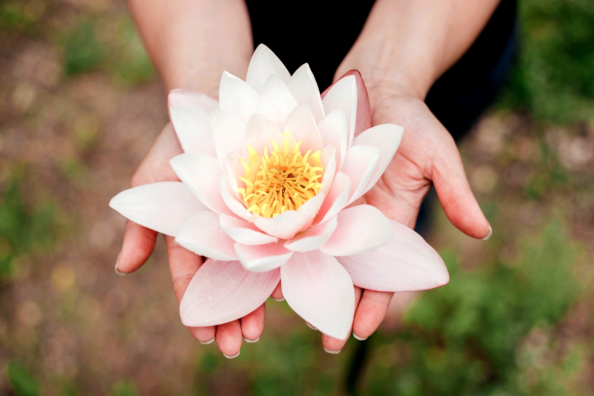 Beautiful woman hands holding water lily flower.